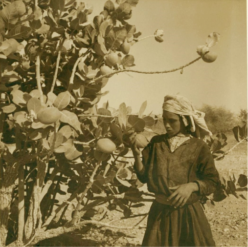 Picking apricots at Bayt Jalah, 1937