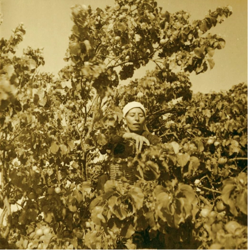 Picking apricots at Bayt Jalah, 1937