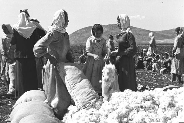 Harvesting Cotton from the evacuated village Qafr Saba, Tulkarm. 1937