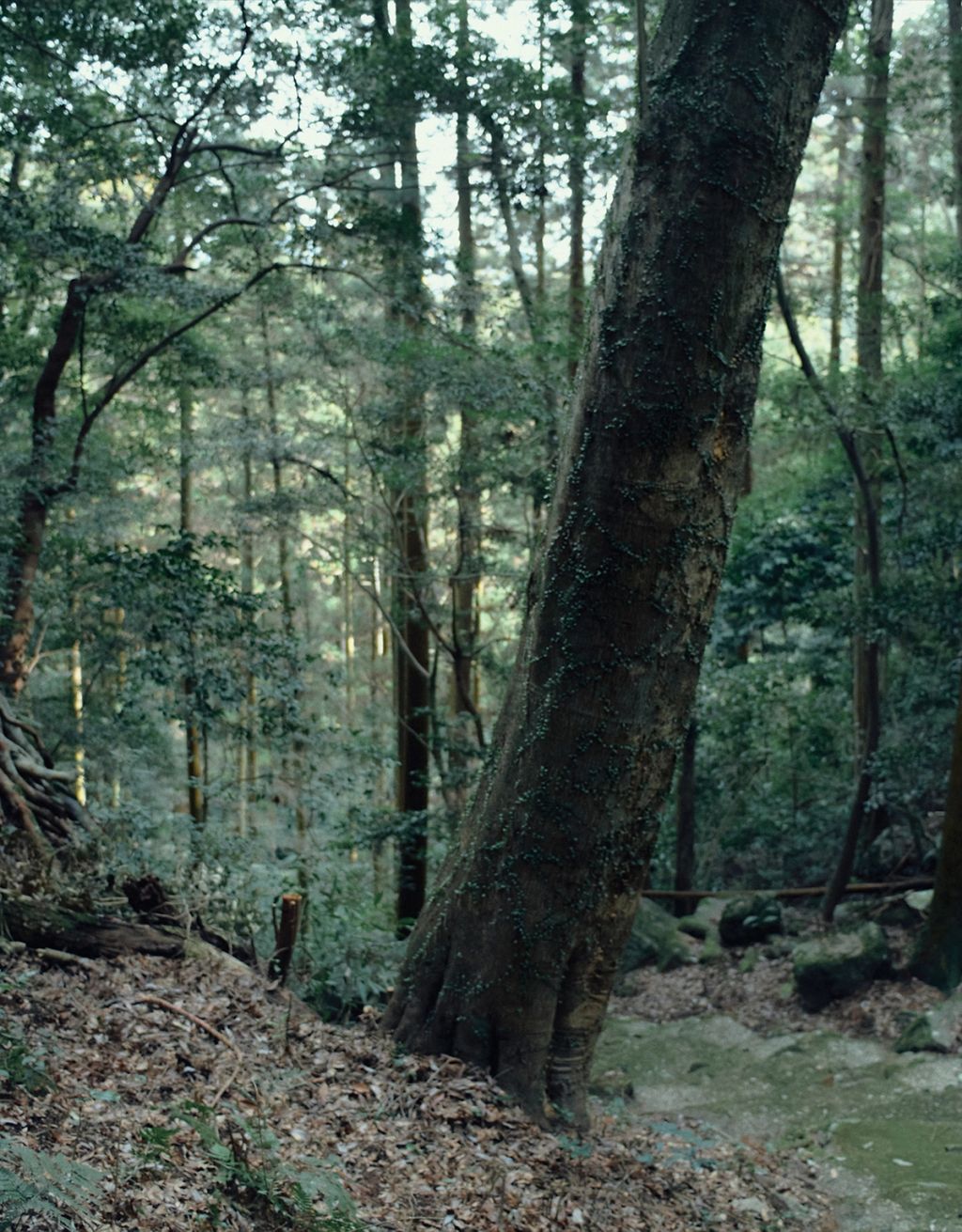 Forest landscape in Hasami, Japan, with a large leaning tree trunk surrounded by dense woodland and soft natural light filtering through the trees.