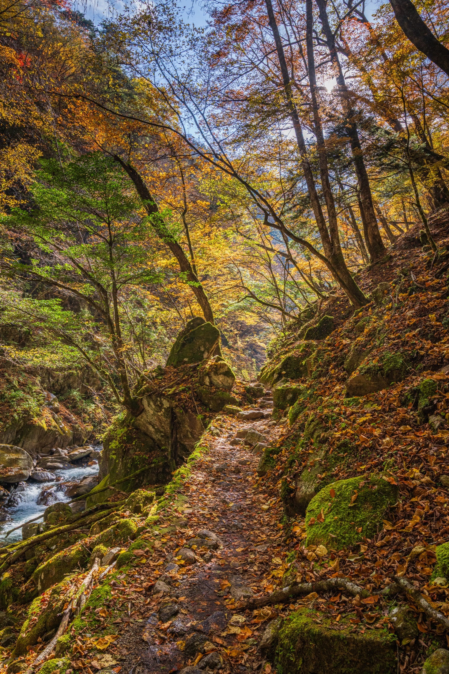Un sentier couvert de feuilles longe un torrent dans une gorge aux couleurs d’automne.