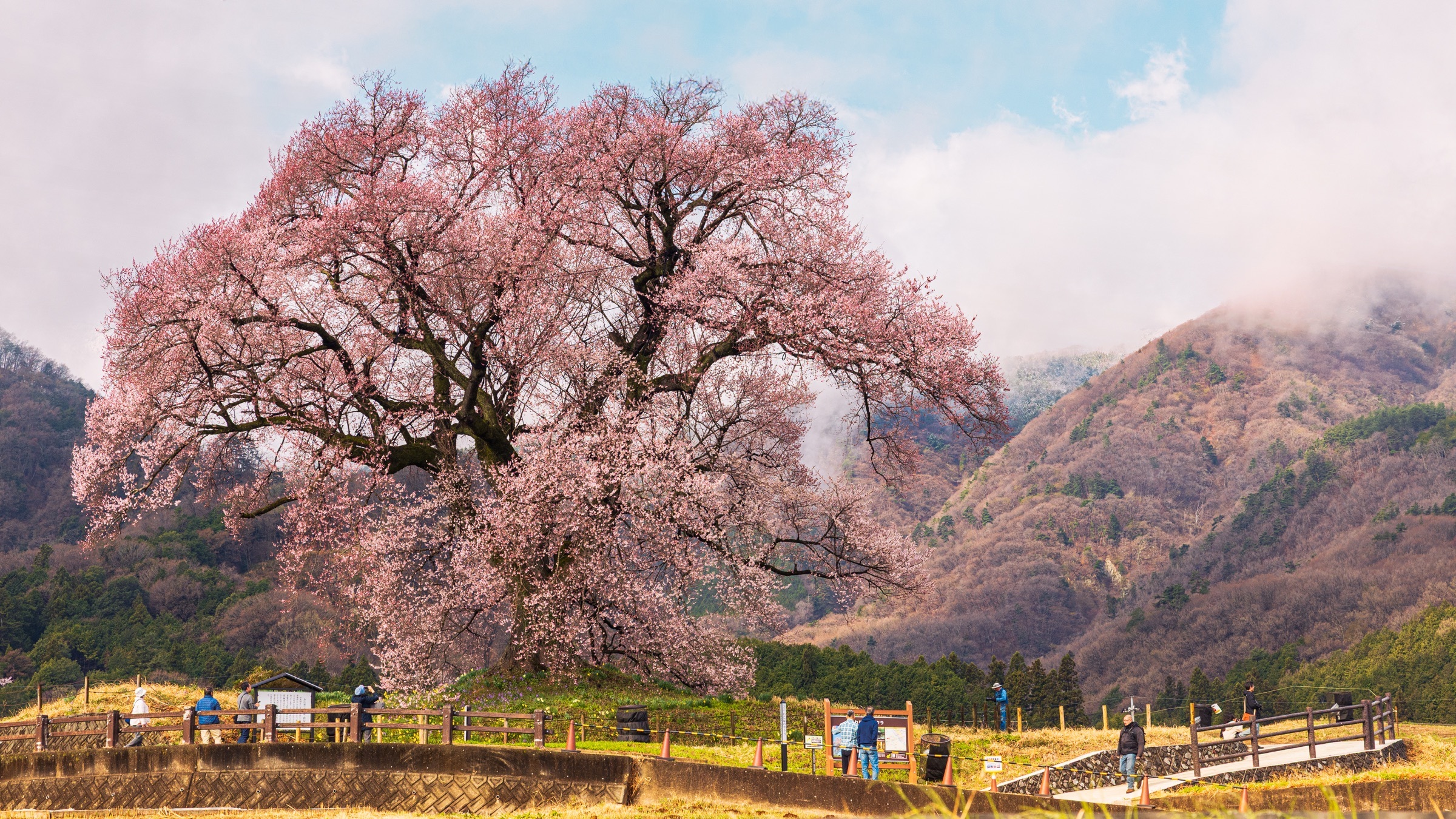 Un cerisier monumental en fleurs se déploie devant les montagnes au début du printemps.