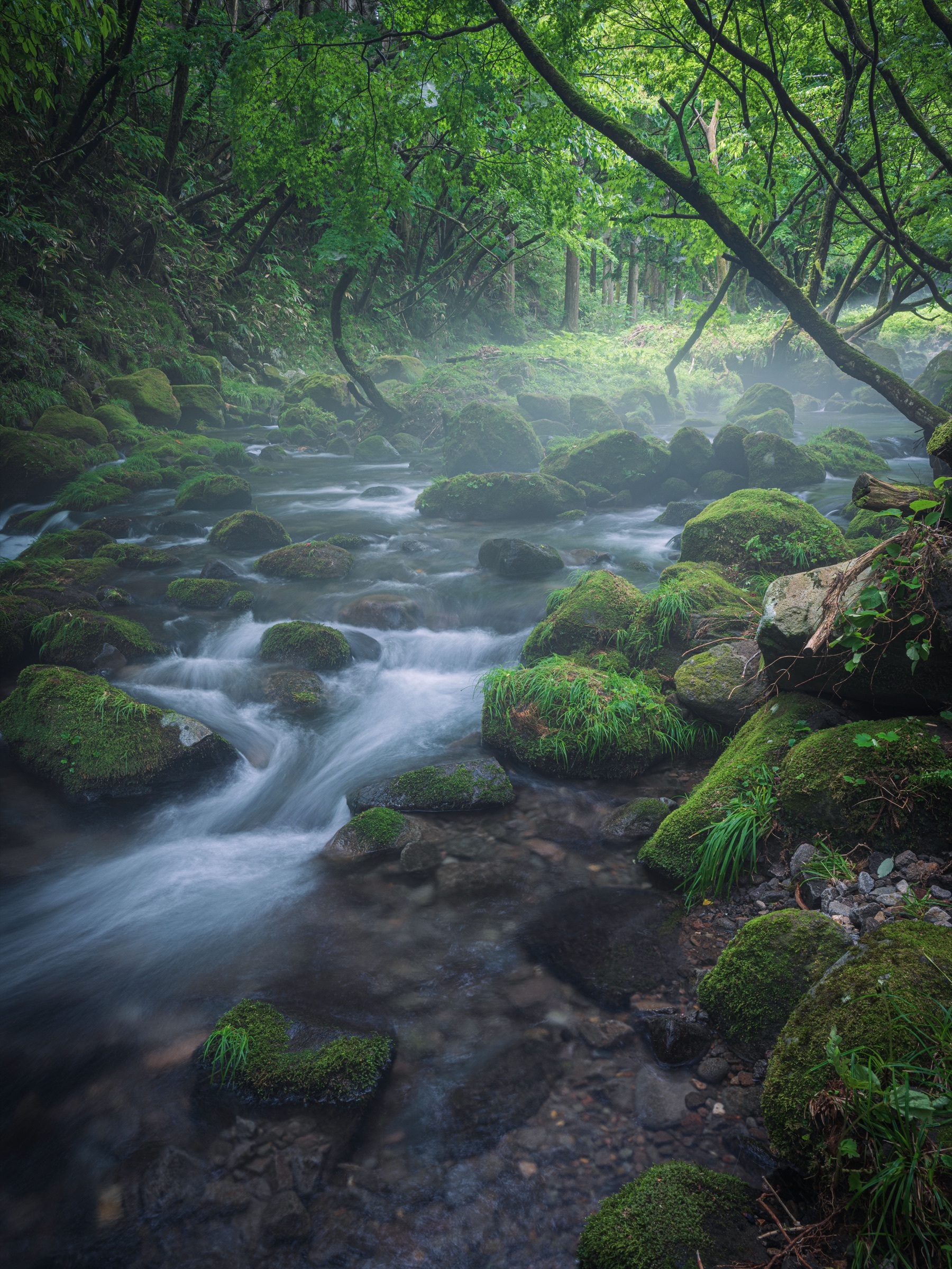 Le courant des mousses, Akita