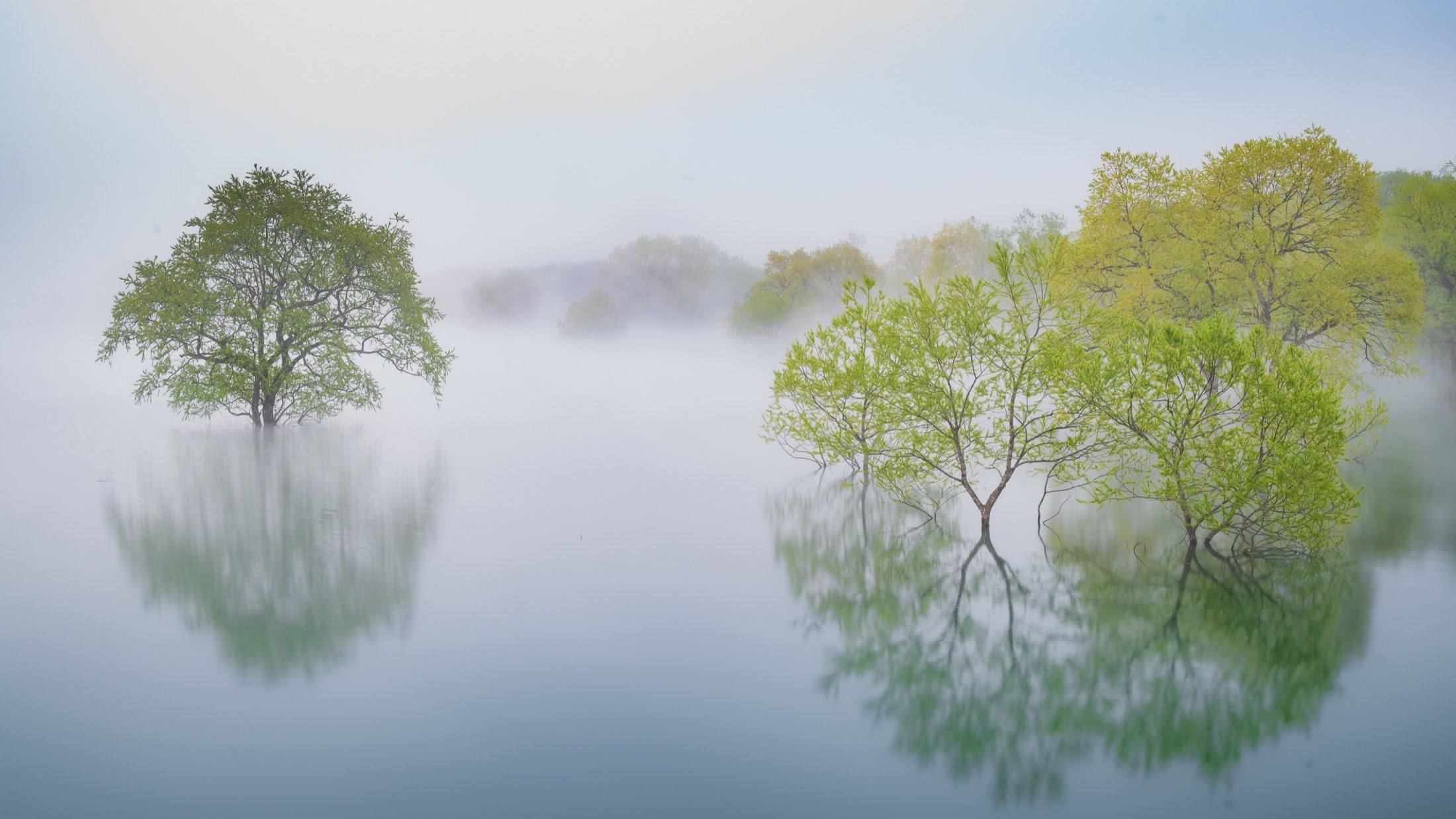 Des arbres submergés émergent d’un lac enveloppé de brume au printemps.
