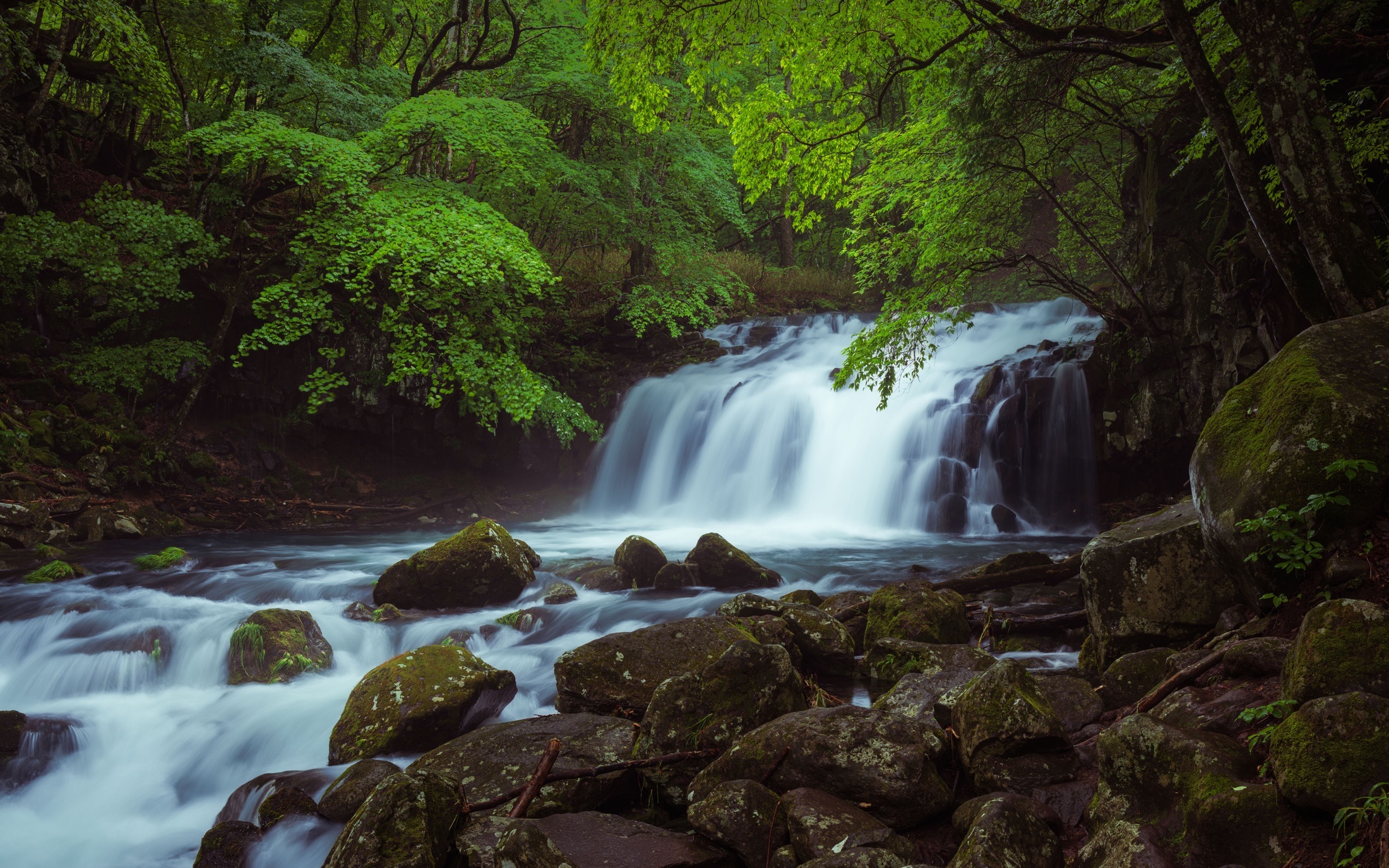 Une large cascade traverse une forêt dense au début de l’été japonais.