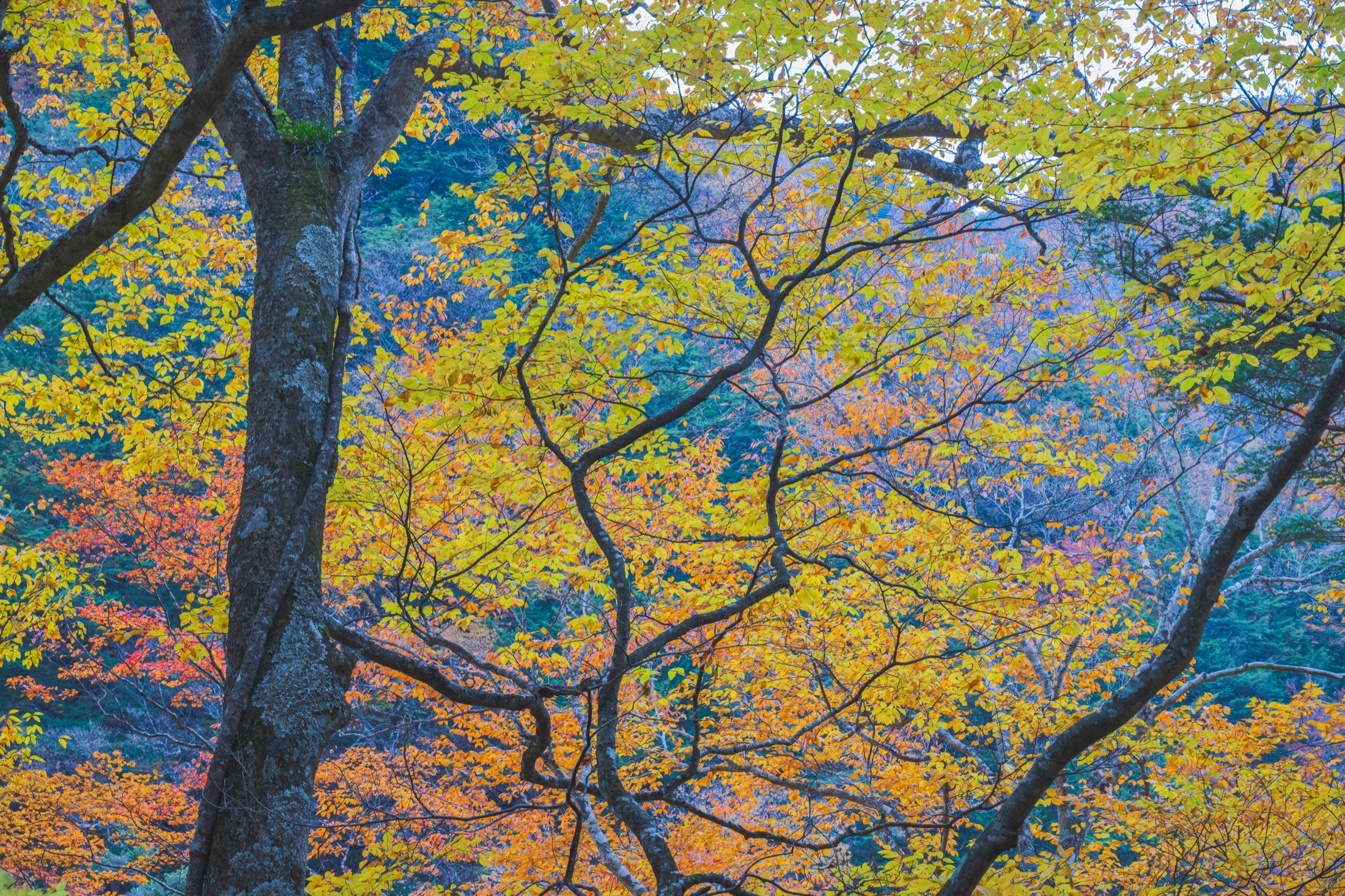 Les branches graphiques découpent les jaunes intenses d’une forêt en automne.