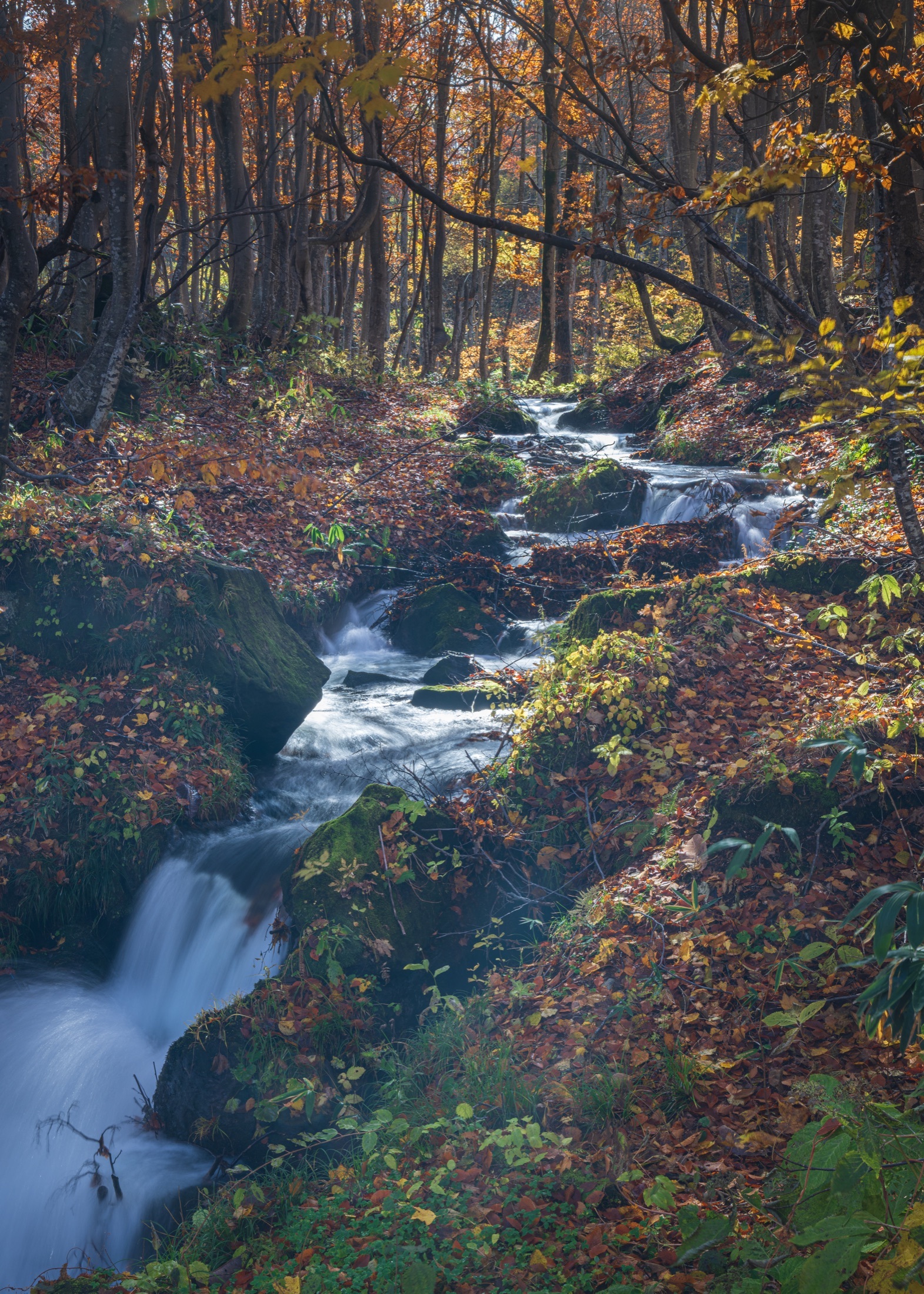 Un ruisseau descend à travers une hêtraie illuminée par les couleurs de novembre.