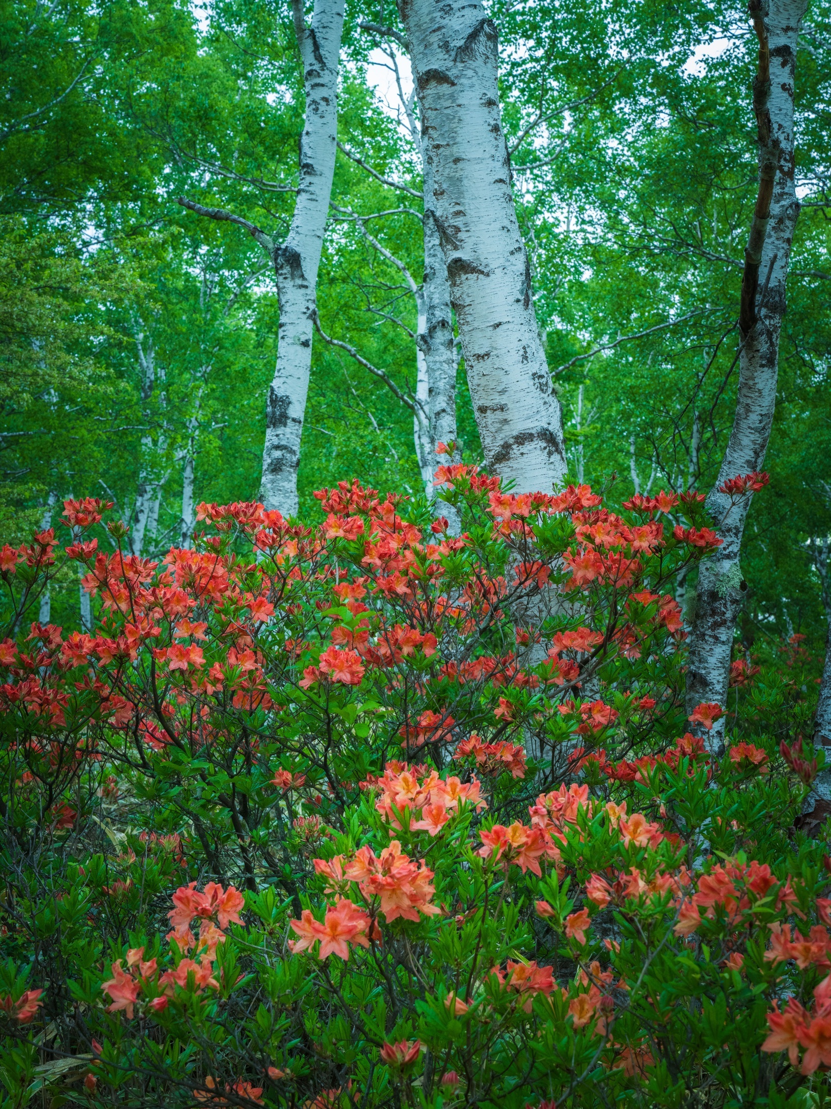 Les azalées rouges fleurissent au pied d’une forêt claire de bouleaux japonais.