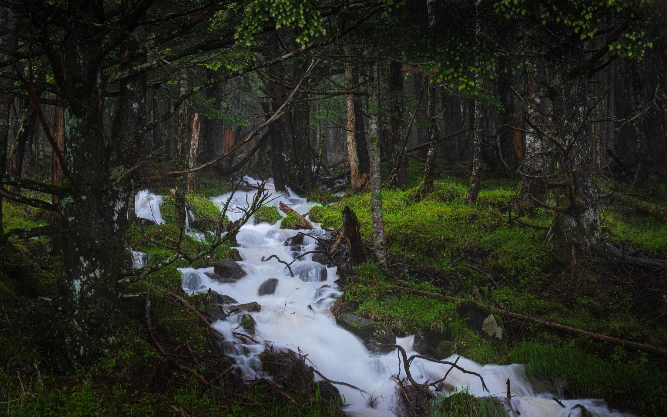 Un torrent blanc apparaît entre les troncs sombres d’une forêt de montagne.