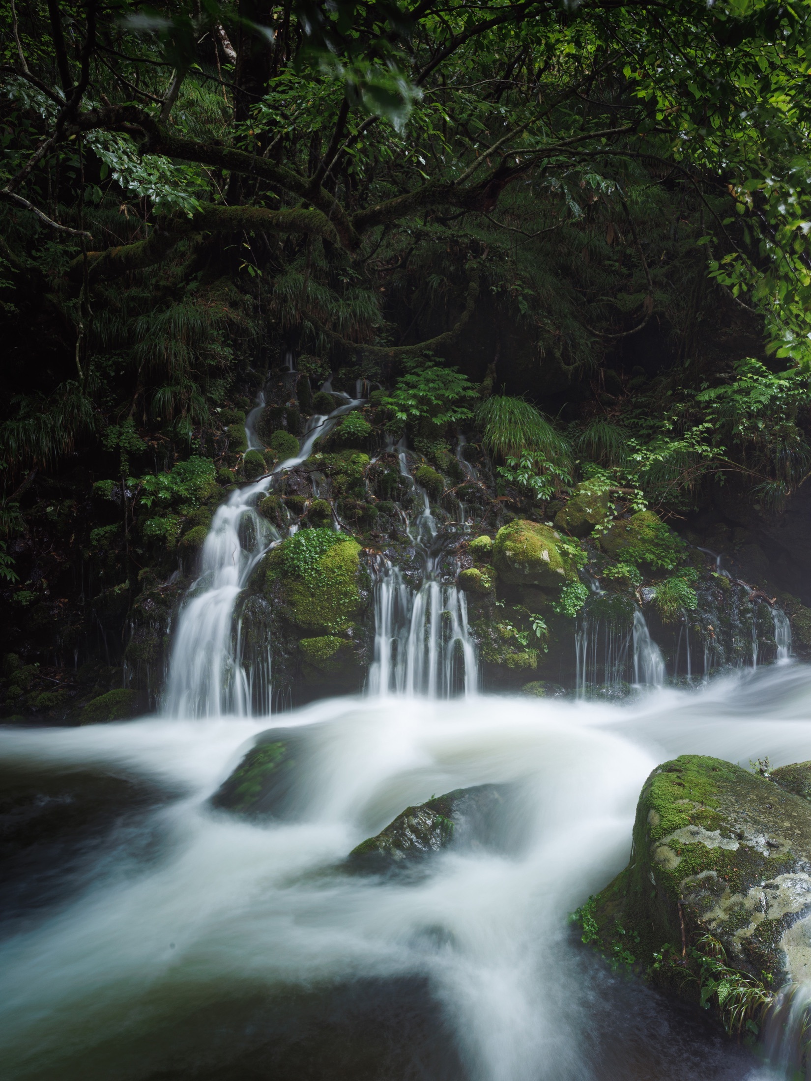 De multiples filets d’eau rejoignent un torrent au cœur d’une forêt humide.