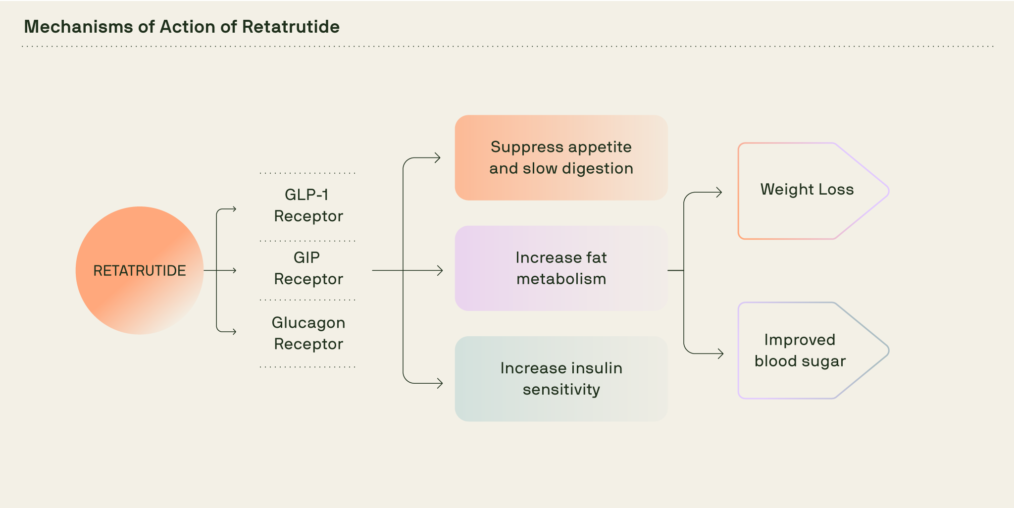 Diagram showing retatrutide’s mechanisms of action via GLP-1, GIP and glucagon receptors.