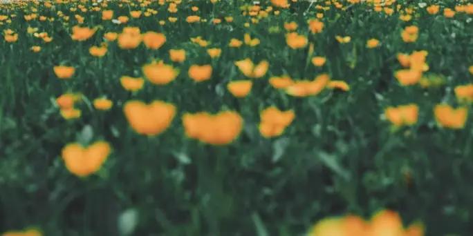 Yellow wildflowers in a green field