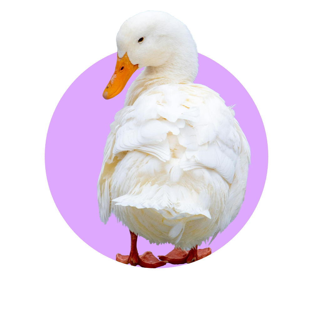 Een witte eend