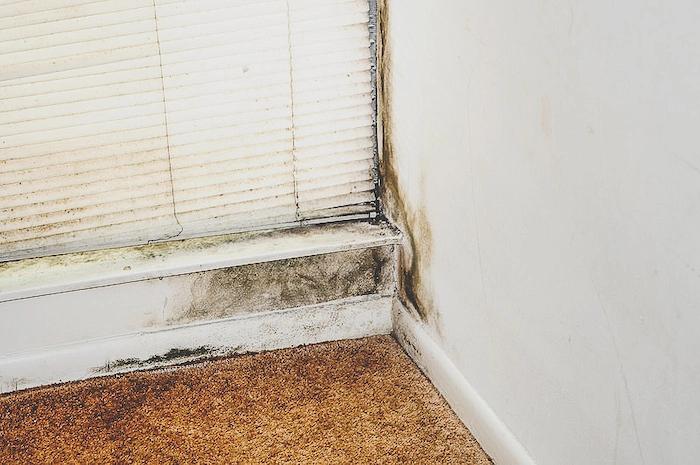 Black mold growing on a wall and baseboard above carpet