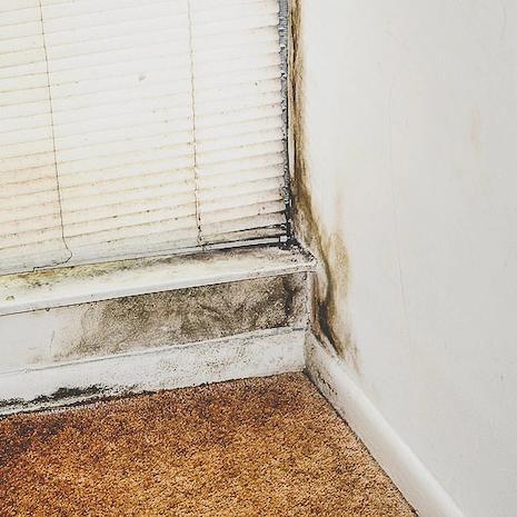 Black mold growing on a wall and baseboard above carpet