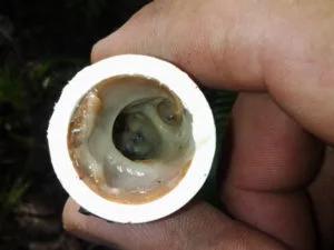 Hand holding a PVC drain line pipe clogged with sludge