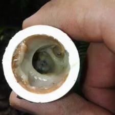 Hand holding a PVC drain line pipe clogged with sludge