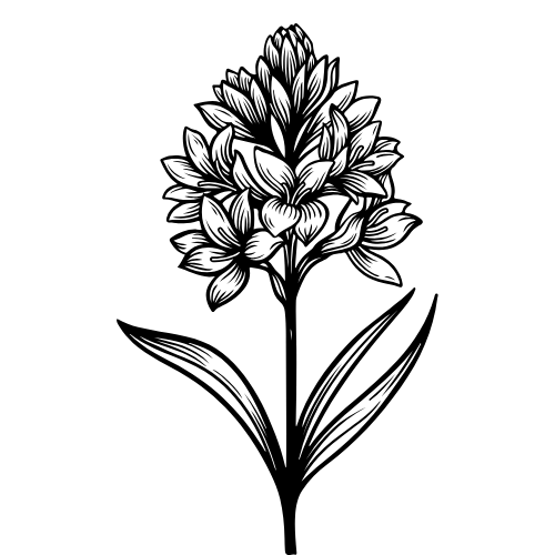 Image of an herbal plant