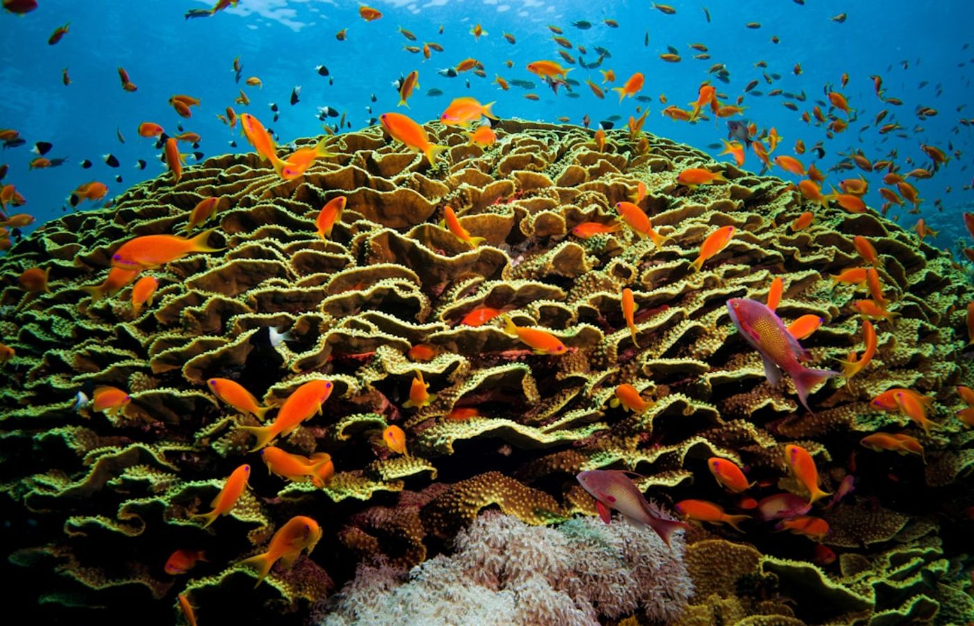 Hurghada Grand Aquarium - Marine Life Without Getting Wet
