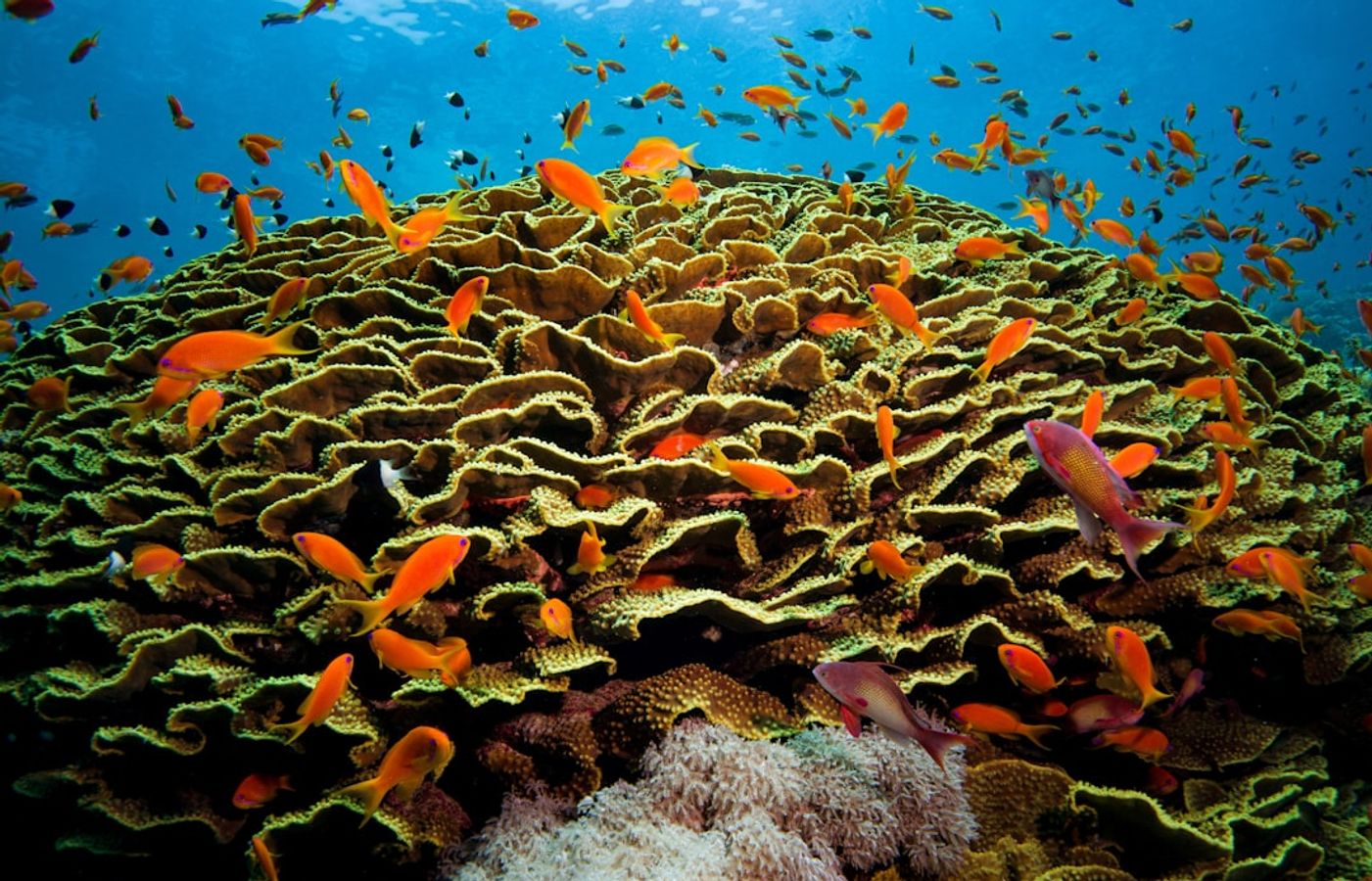 Hurghada Grand Aquarium - Marine Life Without Getting Wet