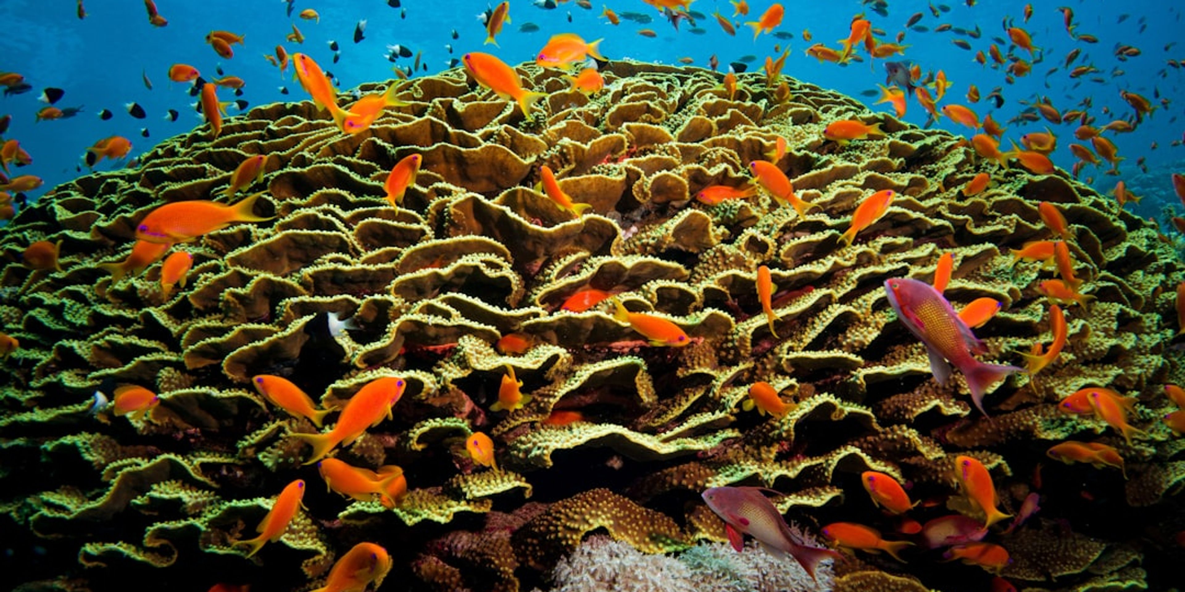 Hotels near Hurghada Grand Aquarium