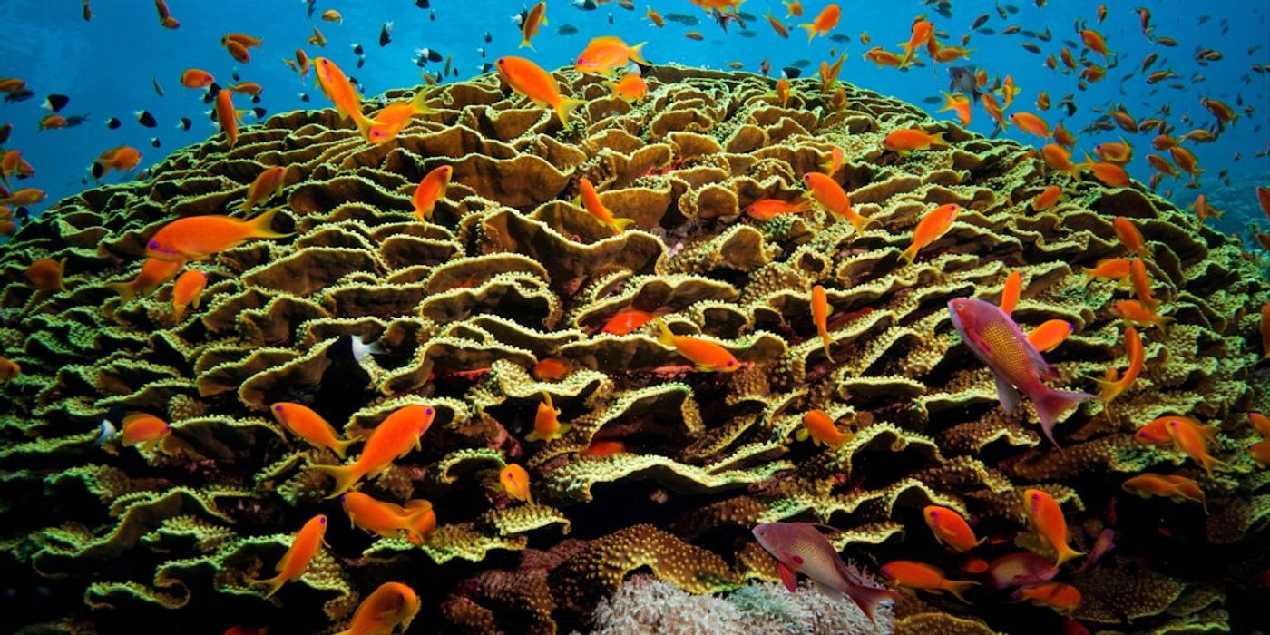 Hotels near Hurghada Grand Aquarium