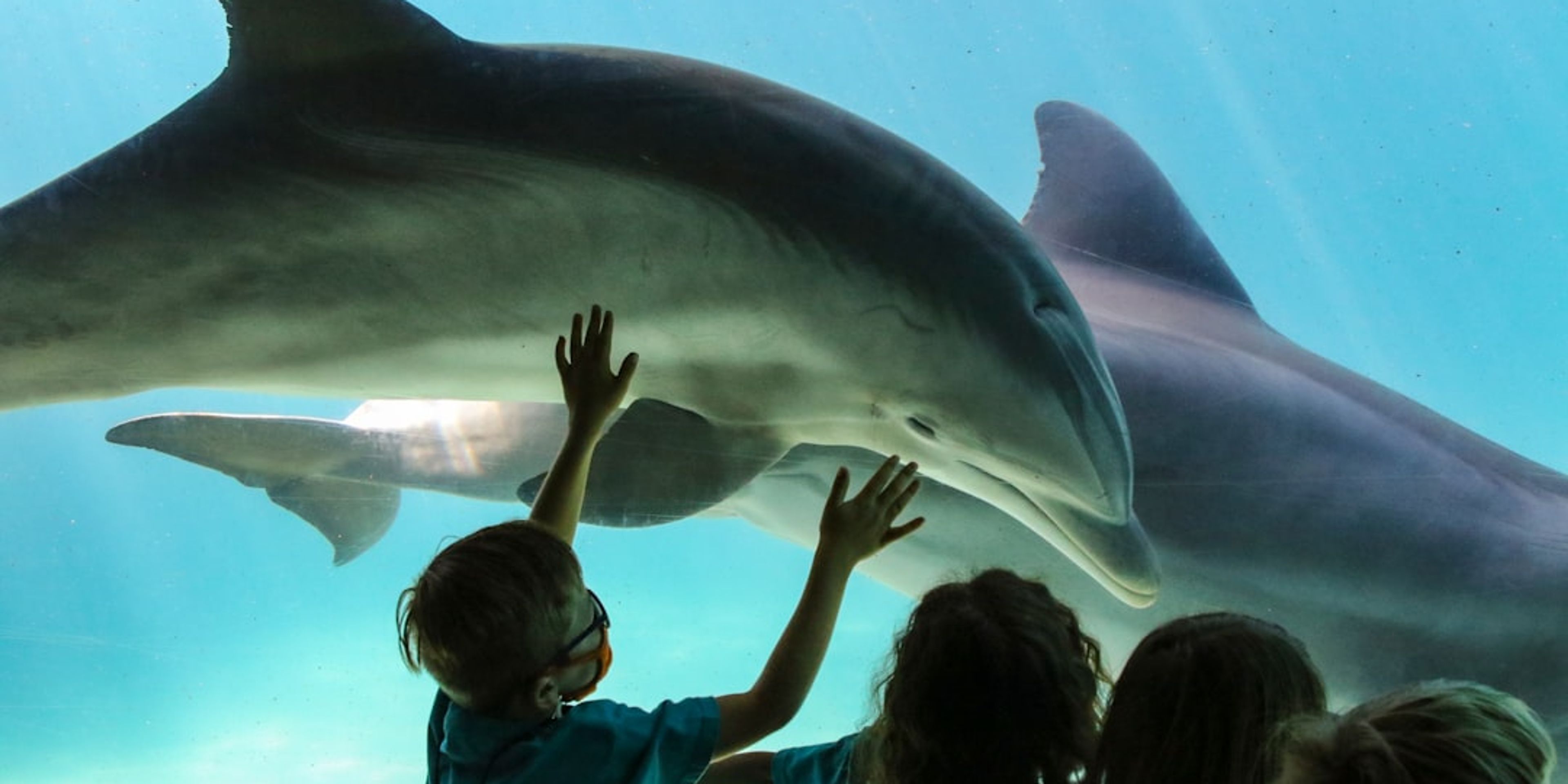 Hotels near SeaWorld Orlando