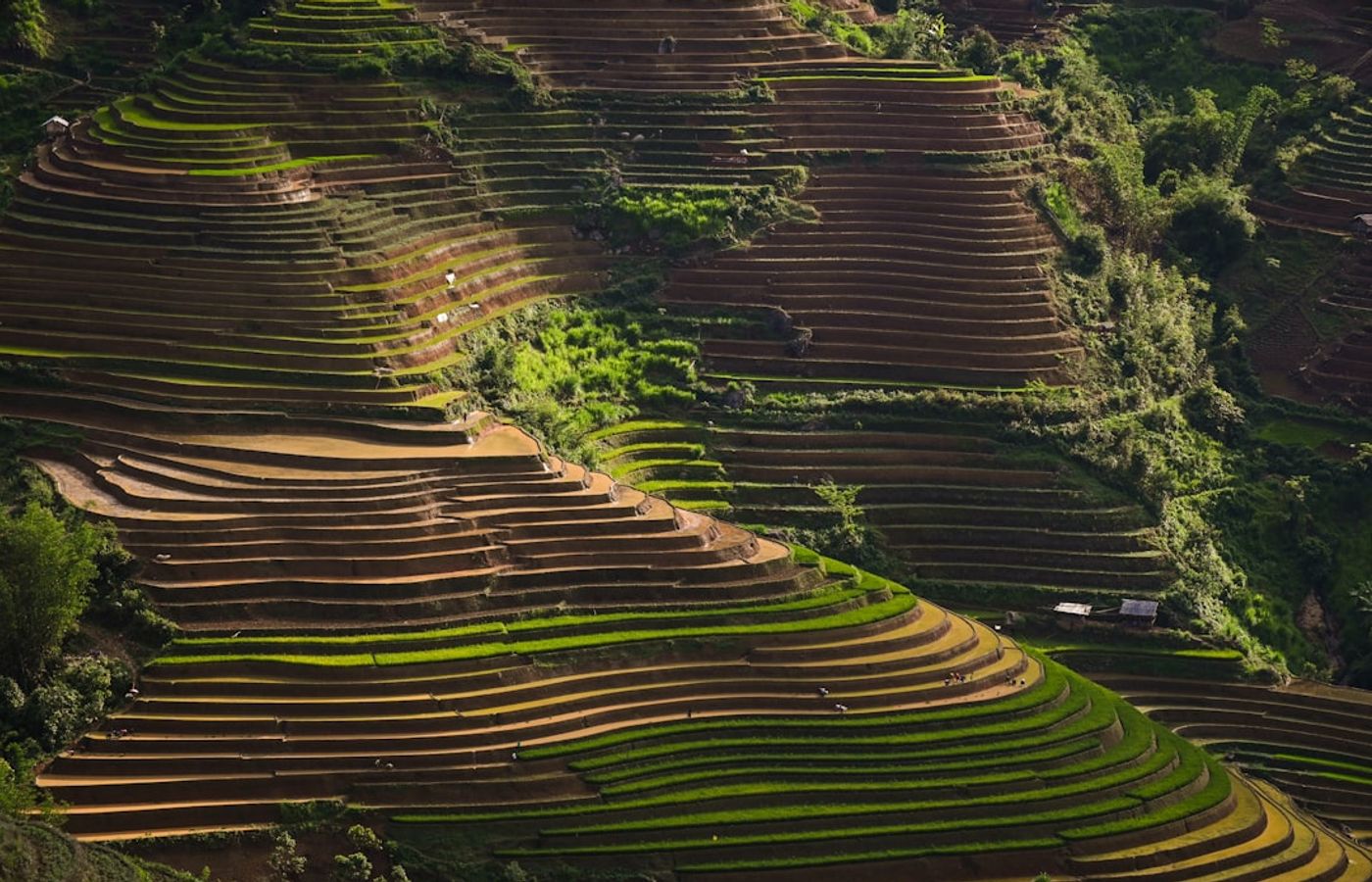 Tegallalang Rice Terraces Walk - Beautiful, and Heavily Commercialised