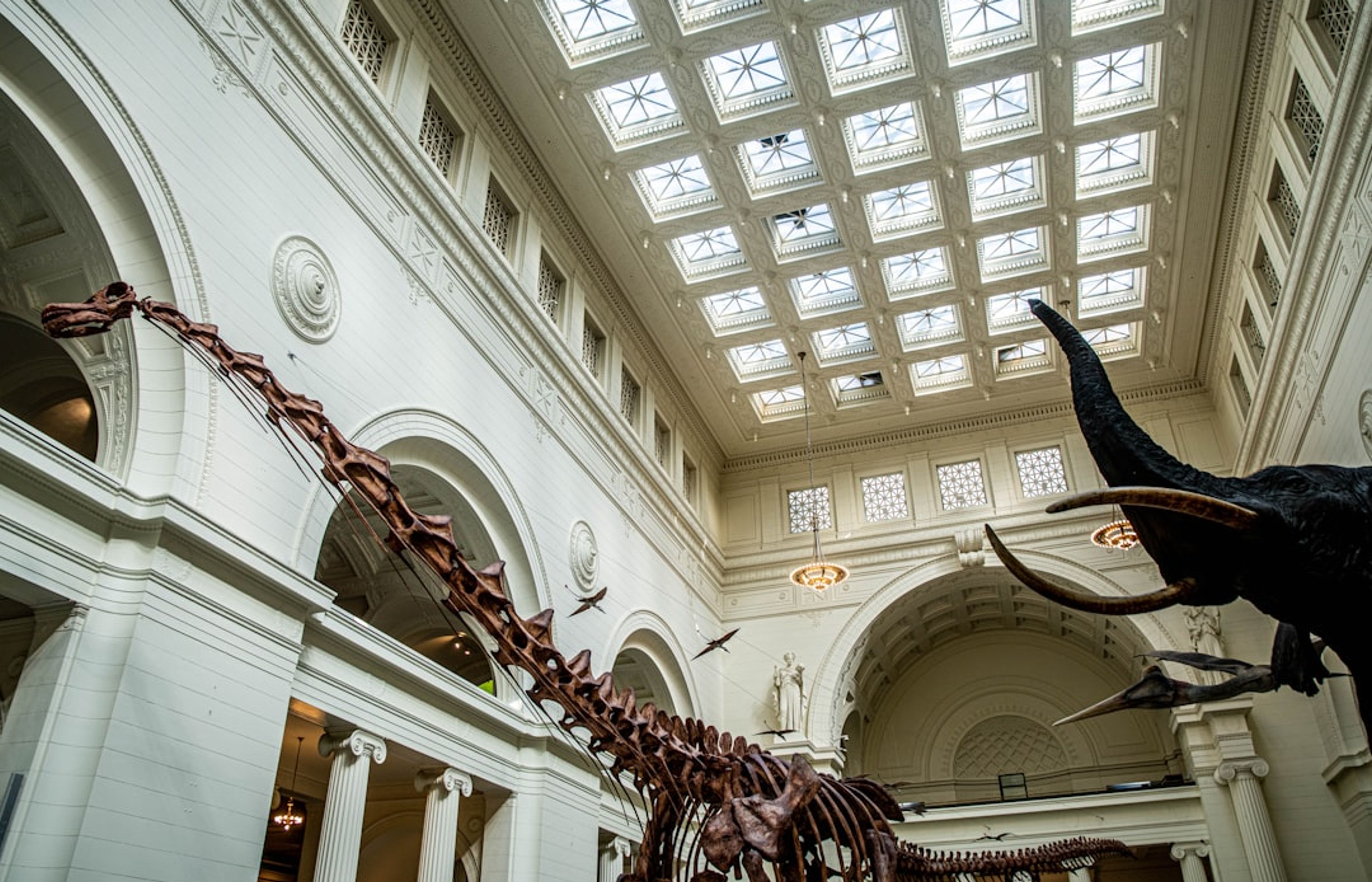 The Field Museum - Dinosaurs and Cultures on the Museum Campus