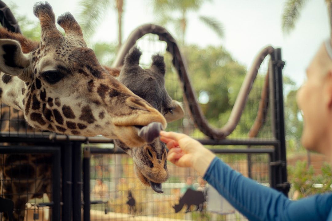 Balboa Park and San Diego Zoo - The 1,200-Acre Cultural Heart