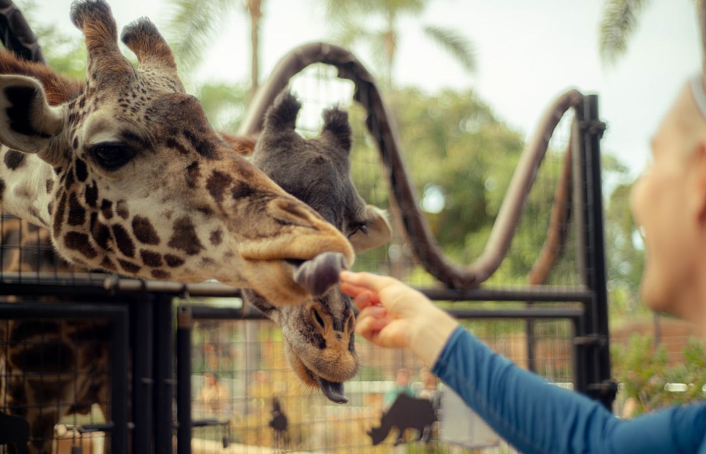 Balboa Park and San Diego Zoo - The 1,200-Acre Cultural Heart