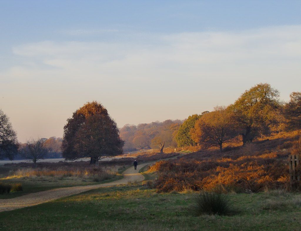 Richmond Park - Red Deer in the Autumn Rut