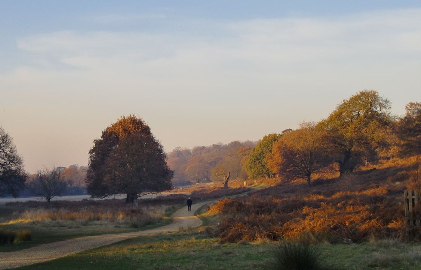 Richmond Park - Red Deer in the Autumn Rut