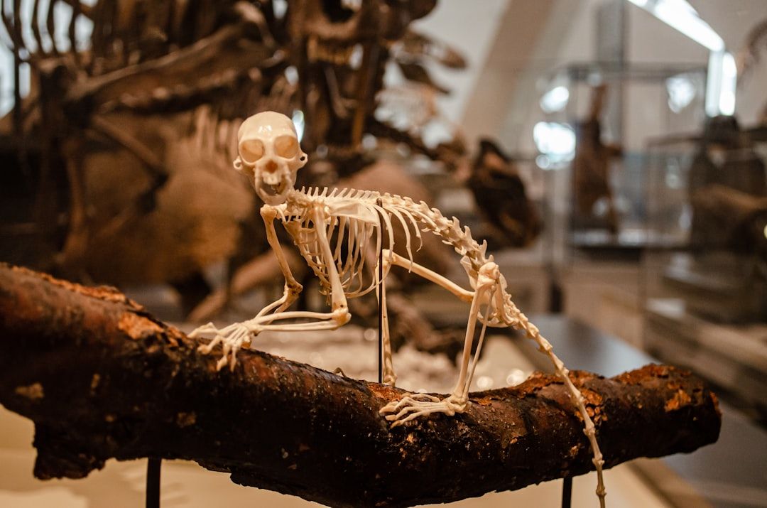Canadian Museum of Nature - A Castle Full of Dinosaurs, Free After Five on Thursdays