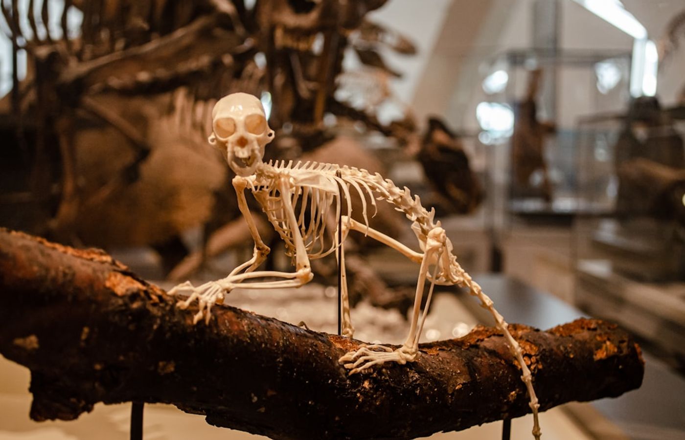 Canadian Museum of Nature - A Castle Full of Dinosaurs, Free After Five on Thursdays