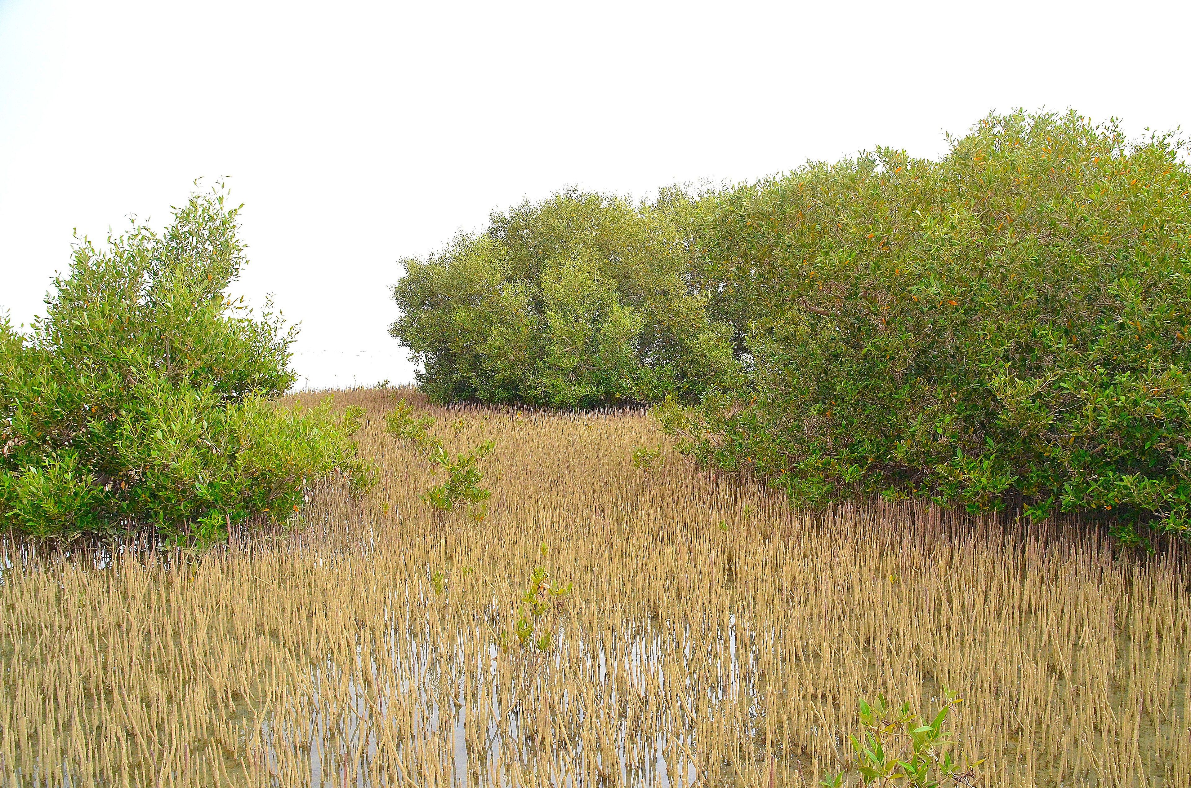 Nabq Protected Area - Mangroves and Bedouin Beaches
