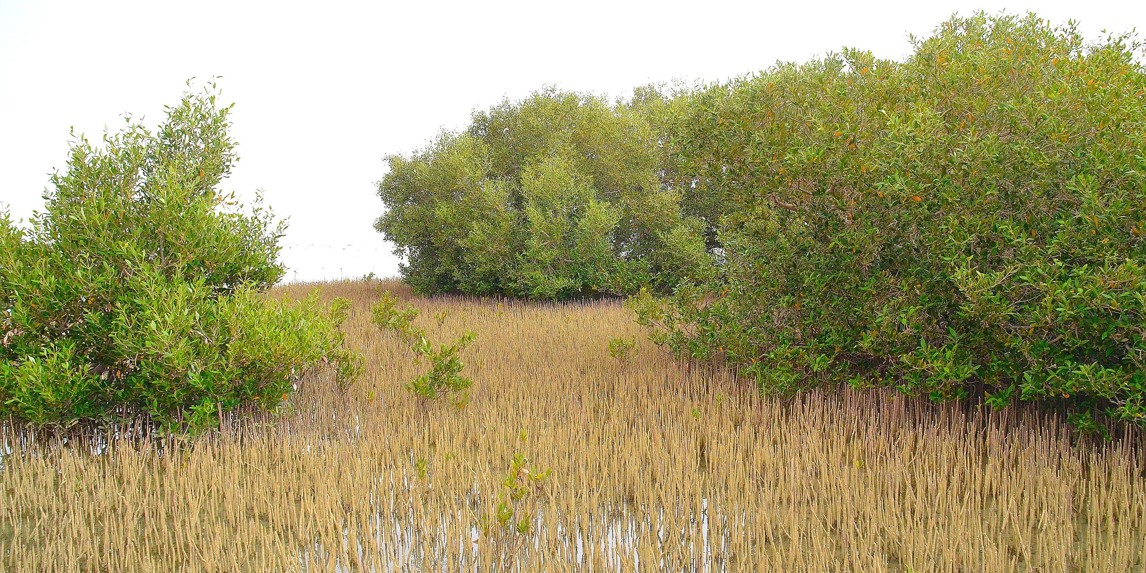 Hotels near Nabq Protected Area