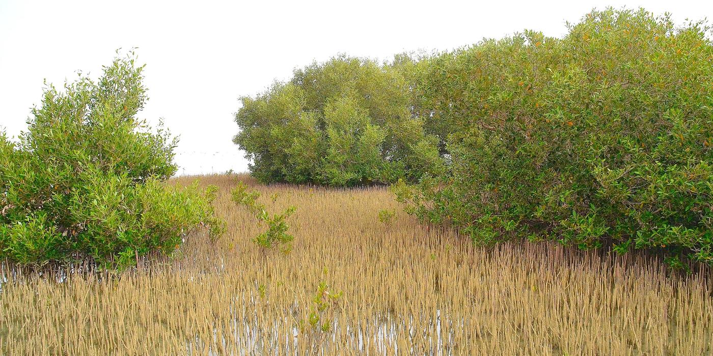 Hotels near Nabq Protected Area