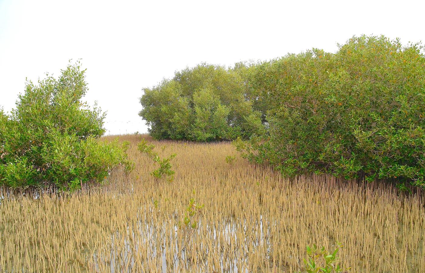 Nabq Protected Area - Mangroves and Bedouin Beaches