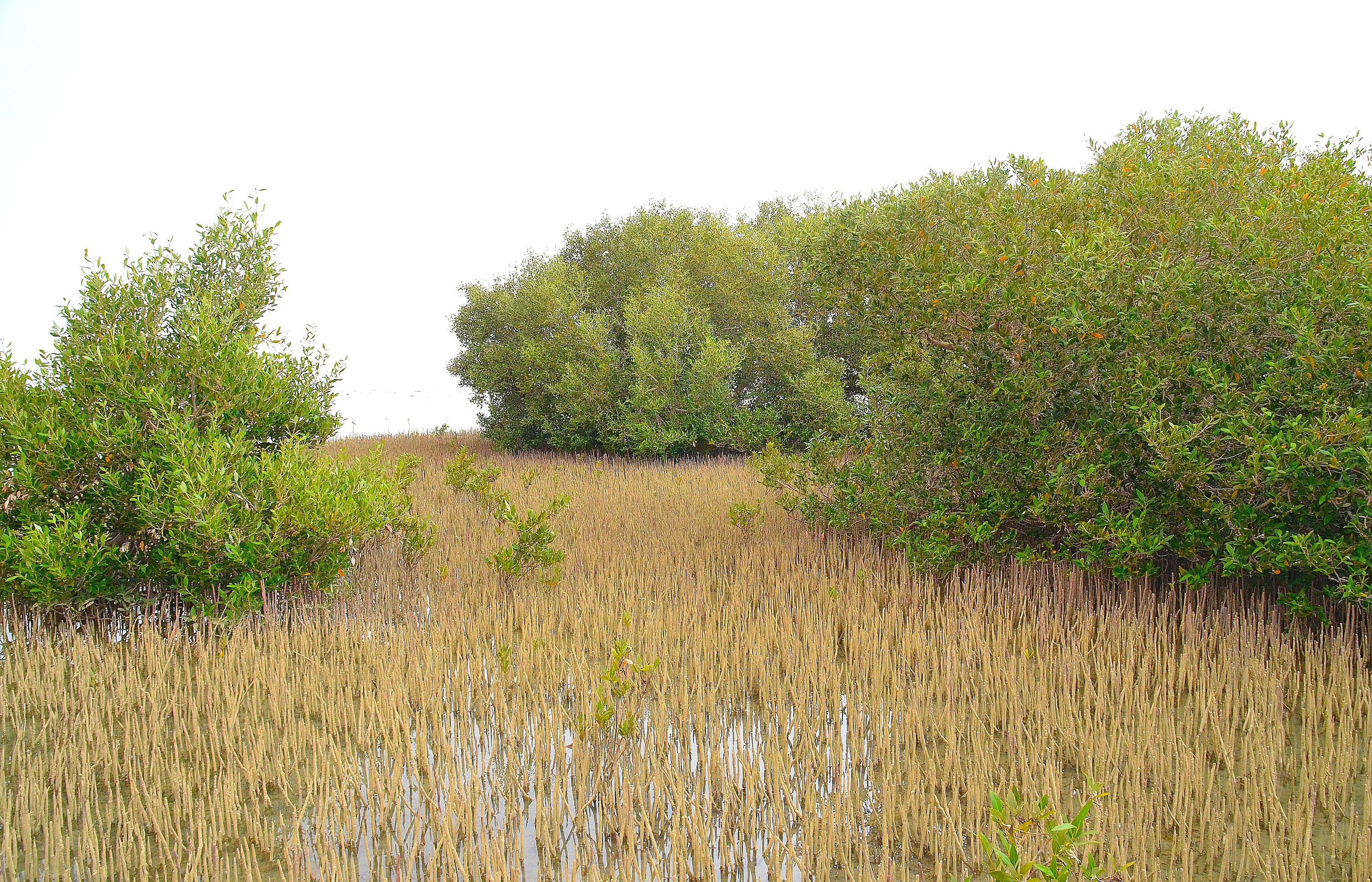 Nabq Protected Area - Mangroves and Bedouin Beaches