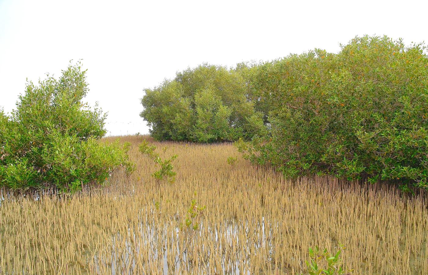 Nabq Protected Area - Mangroves and Bedouin Beaches