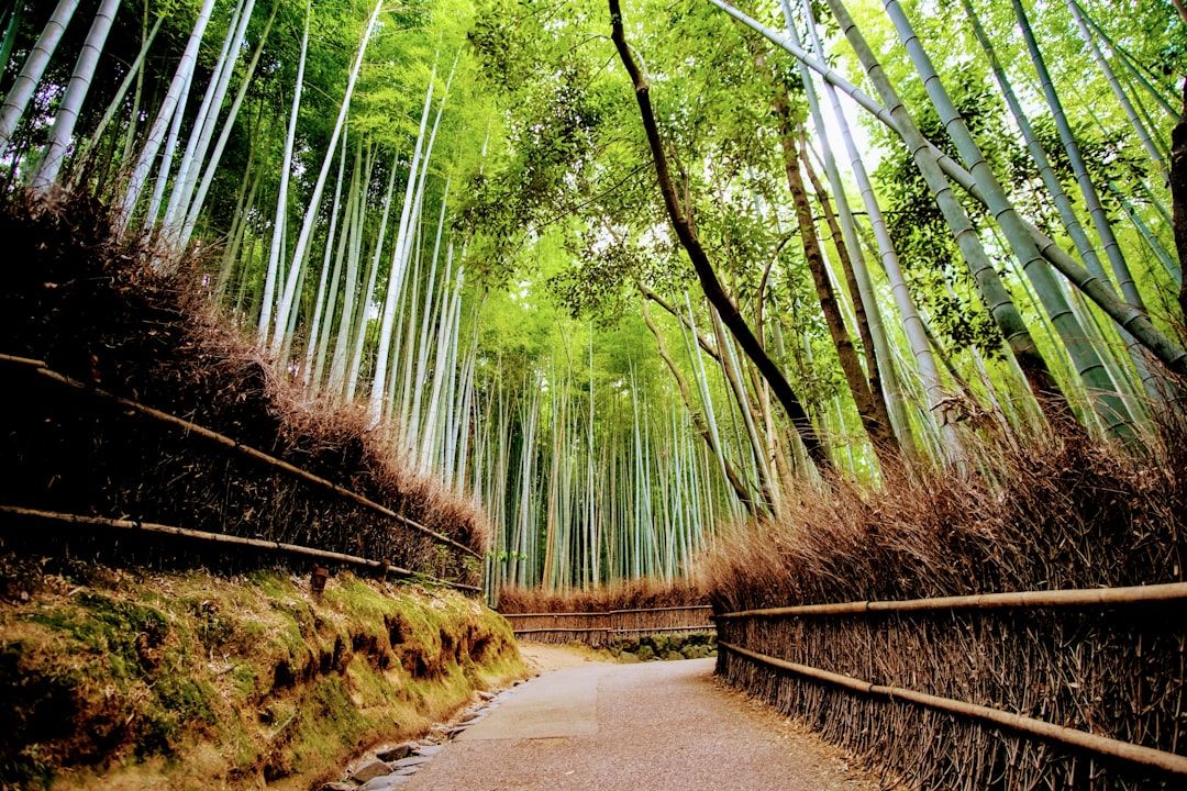 Arashiyama - Tenryu-ji, Togetsukyo Bridge and the Sagano Scenic Railway