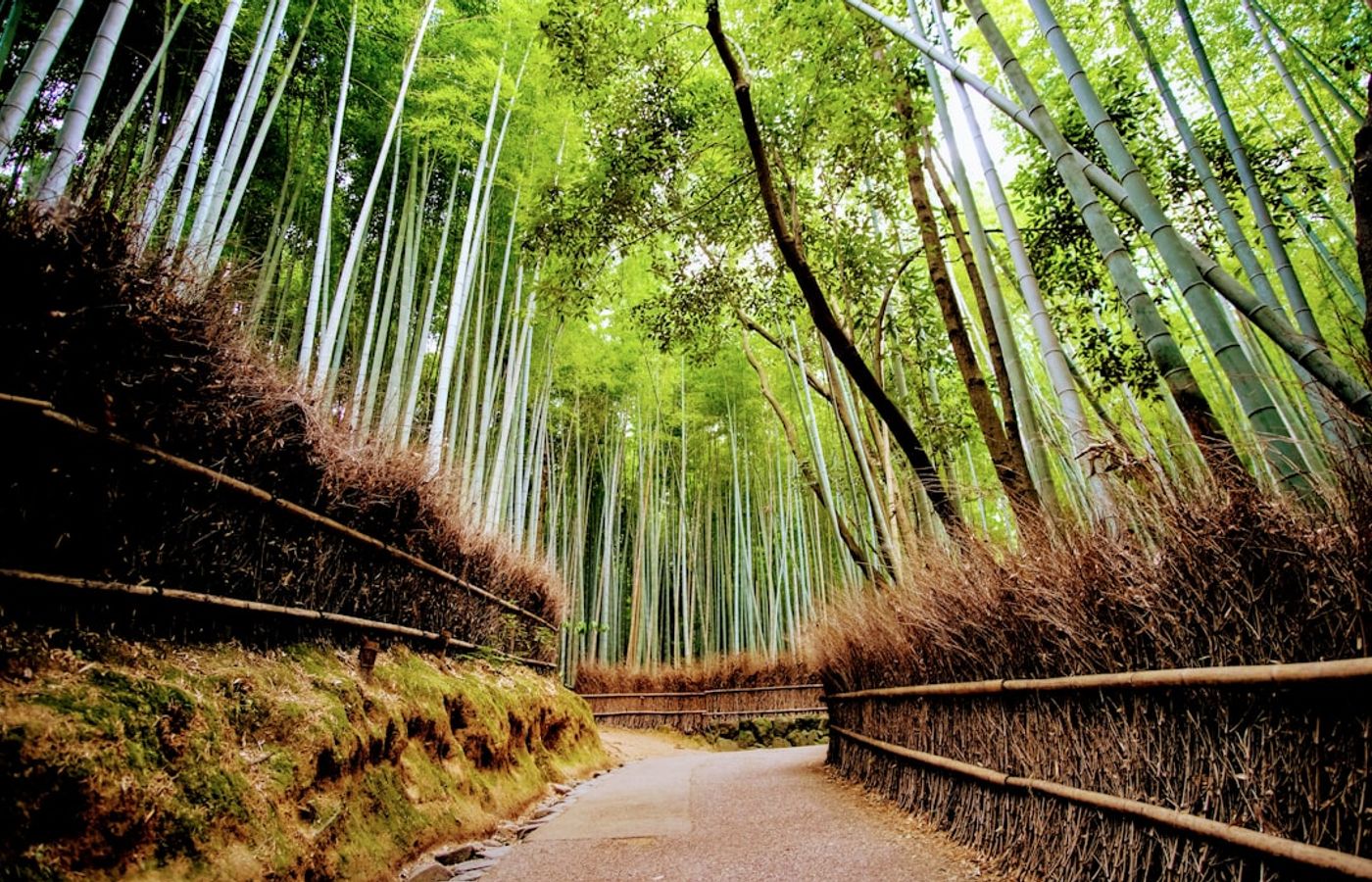 Arashiyama - Tenryu-ji, Togetsukyo Bridge and the Sagano Scenic Railway