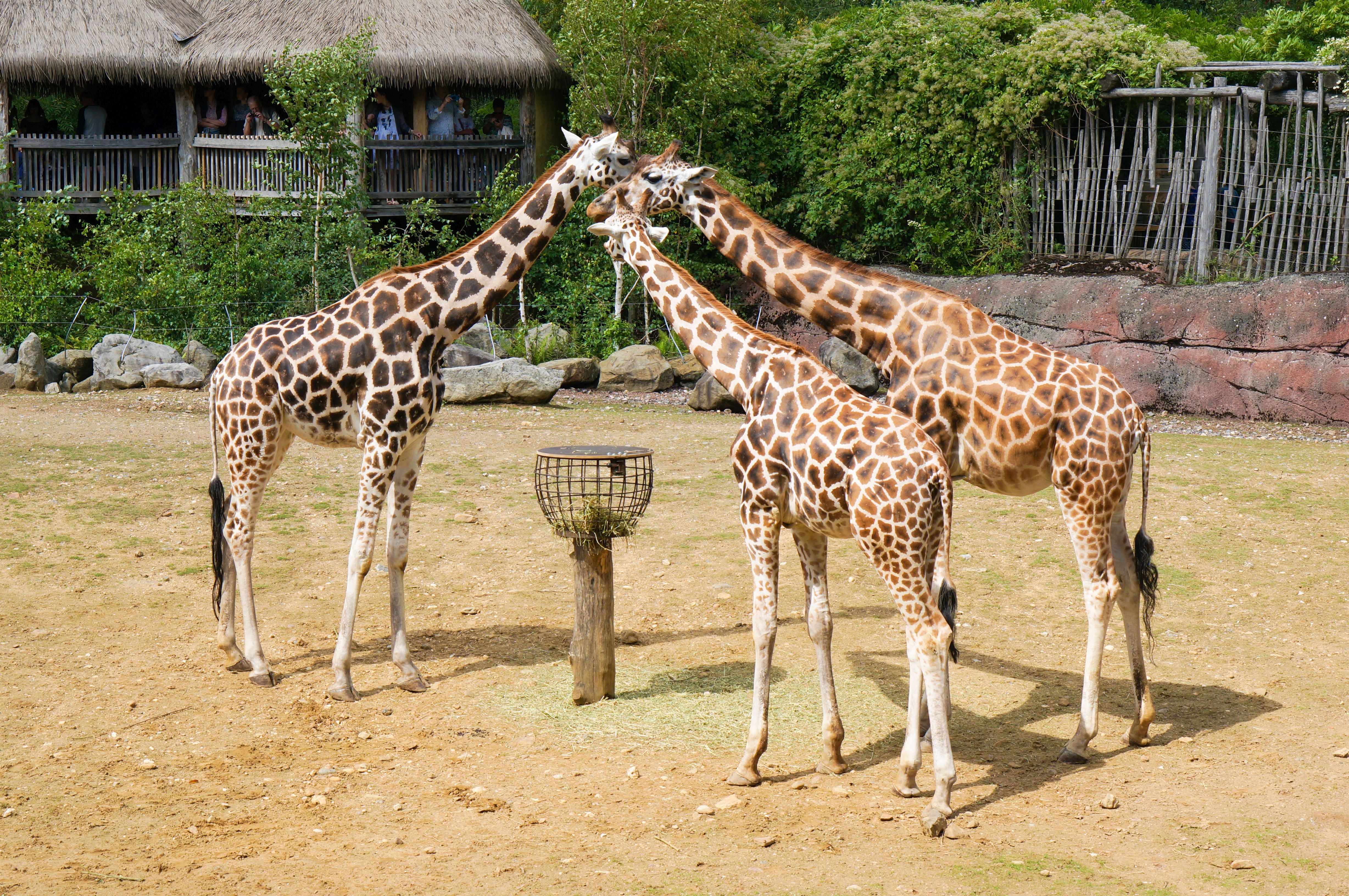 Bioparc Valencia - An Innovative Zoo Without Visible Cages