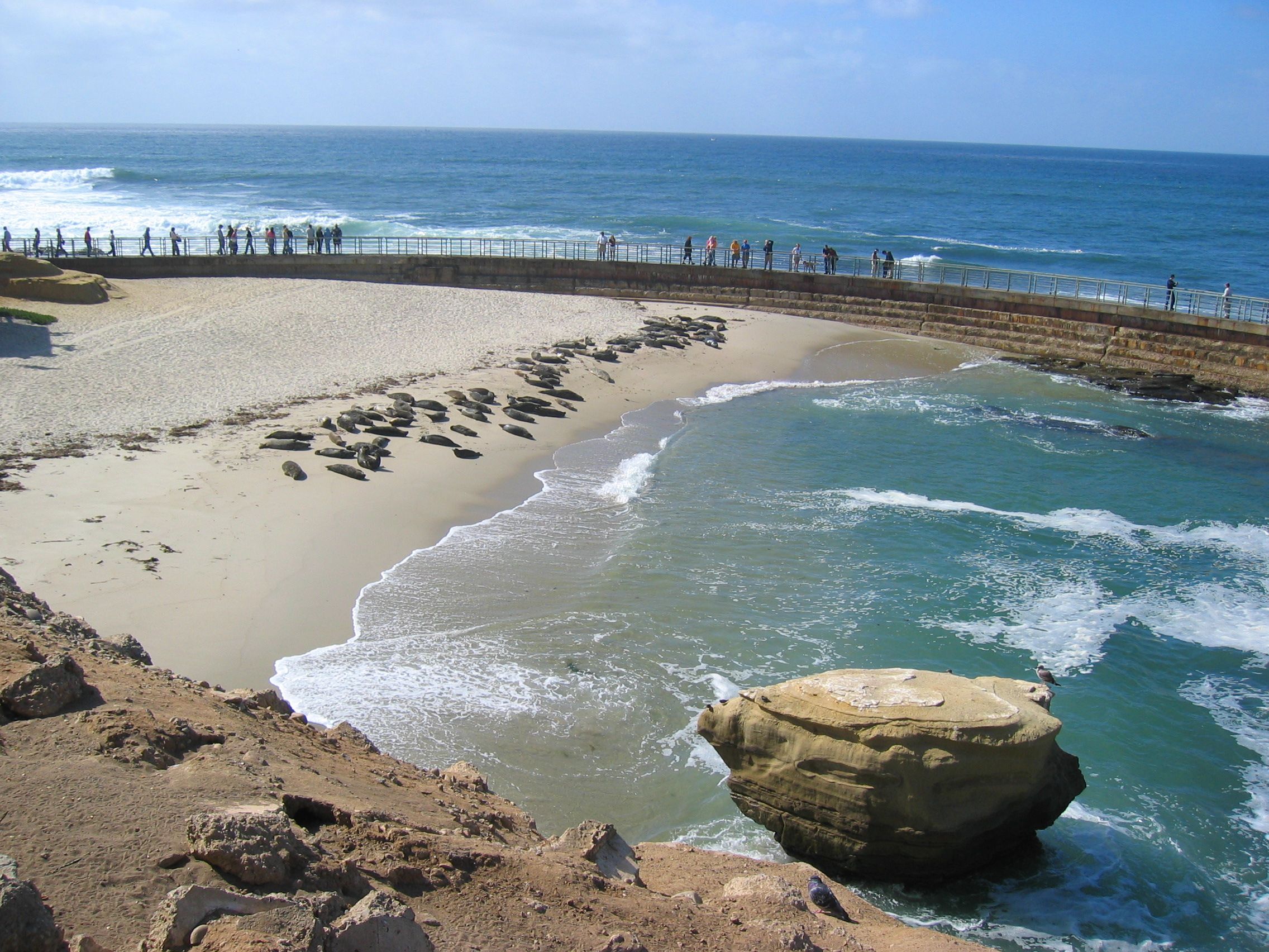La Jolla Cove and Tide Pools - Sea Lions and Sea Caves