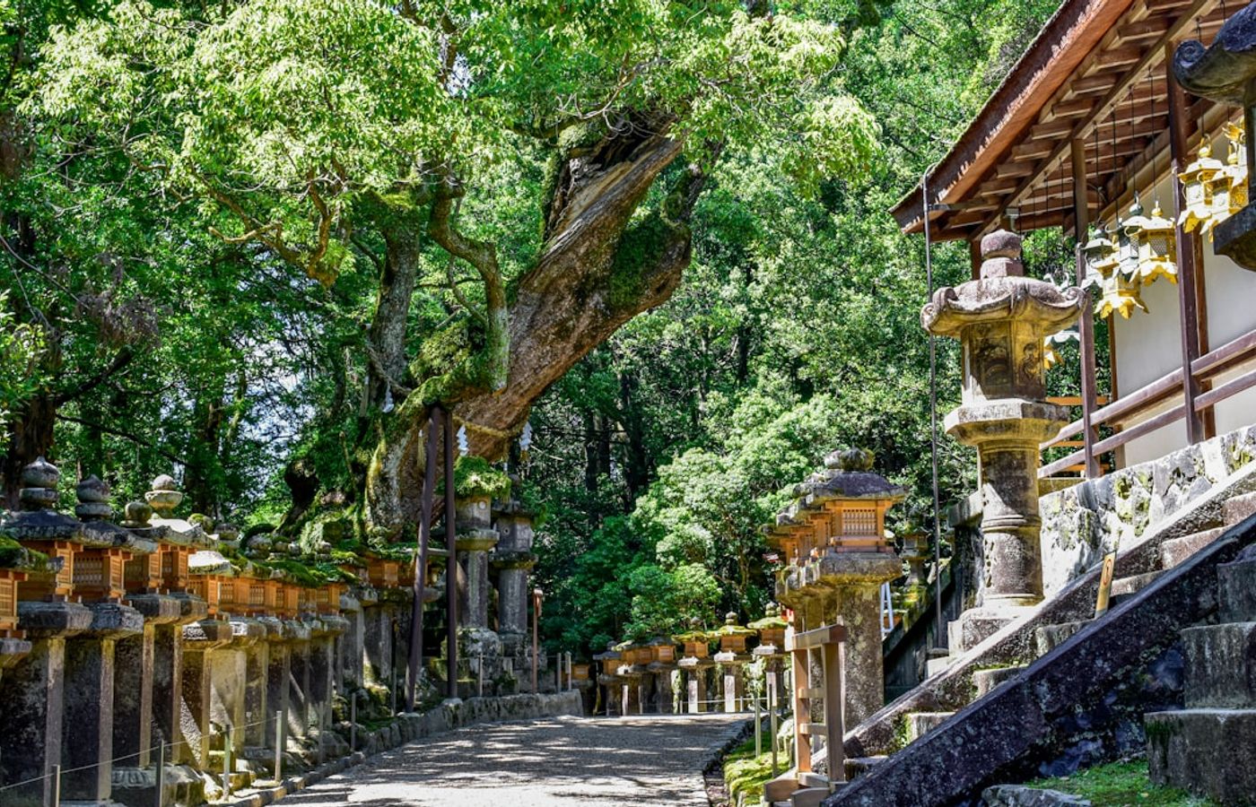 Kasuga Taisha - Three Thousand Lanterns in the Cedar Forest