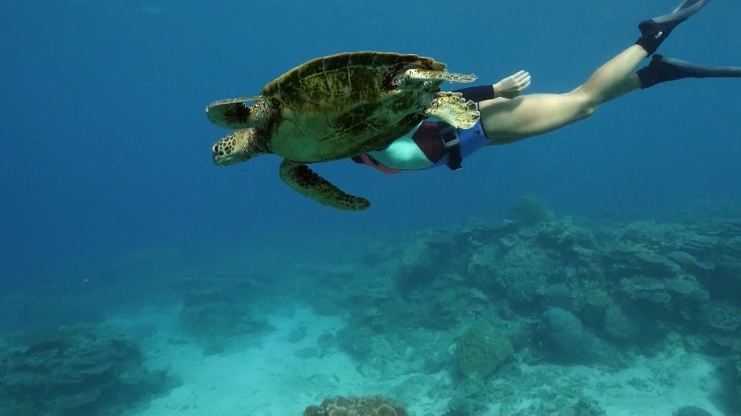 Abu Dabbab Bay - Snorkel with dugongs and turtles