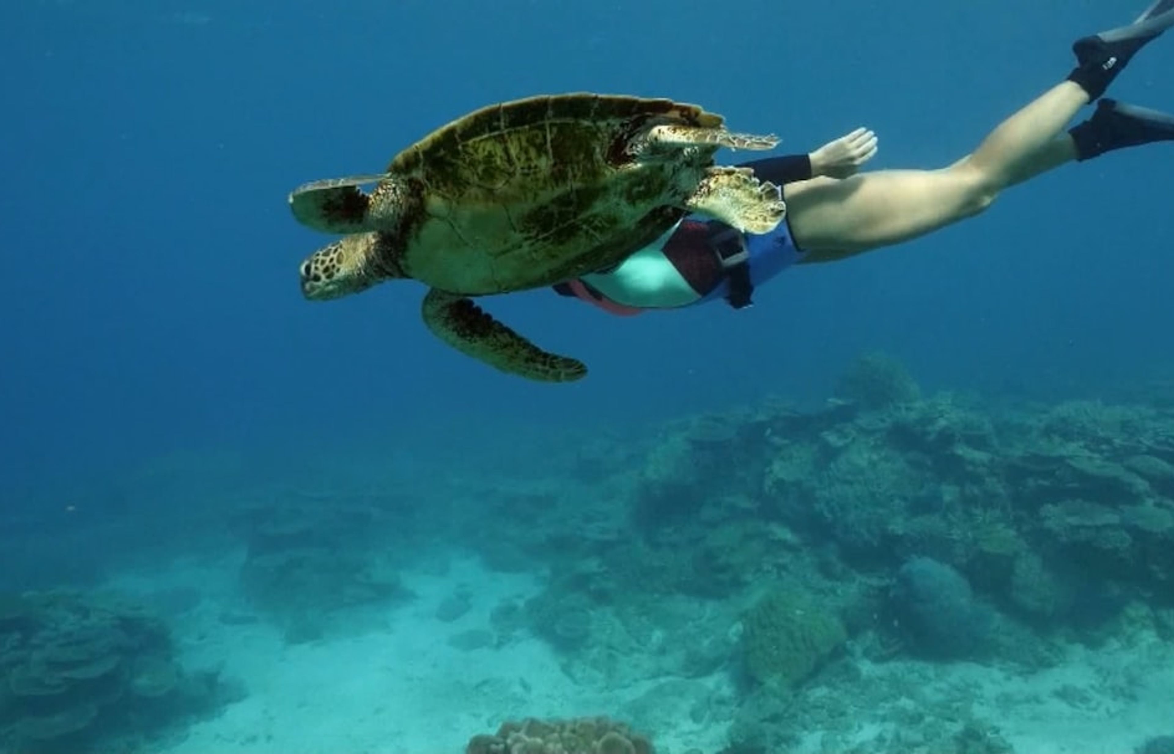 Abu Dabbab Bay - Snorkel with dugongs and turtles
