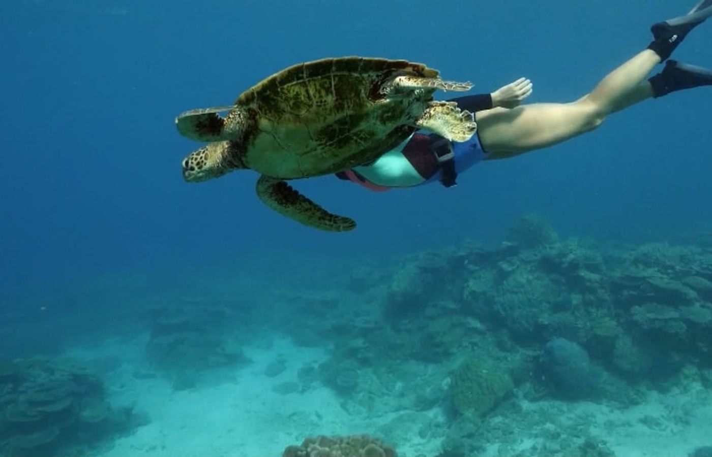 Abu Dabbab Bay - Snorkel with dugongs and turtles
