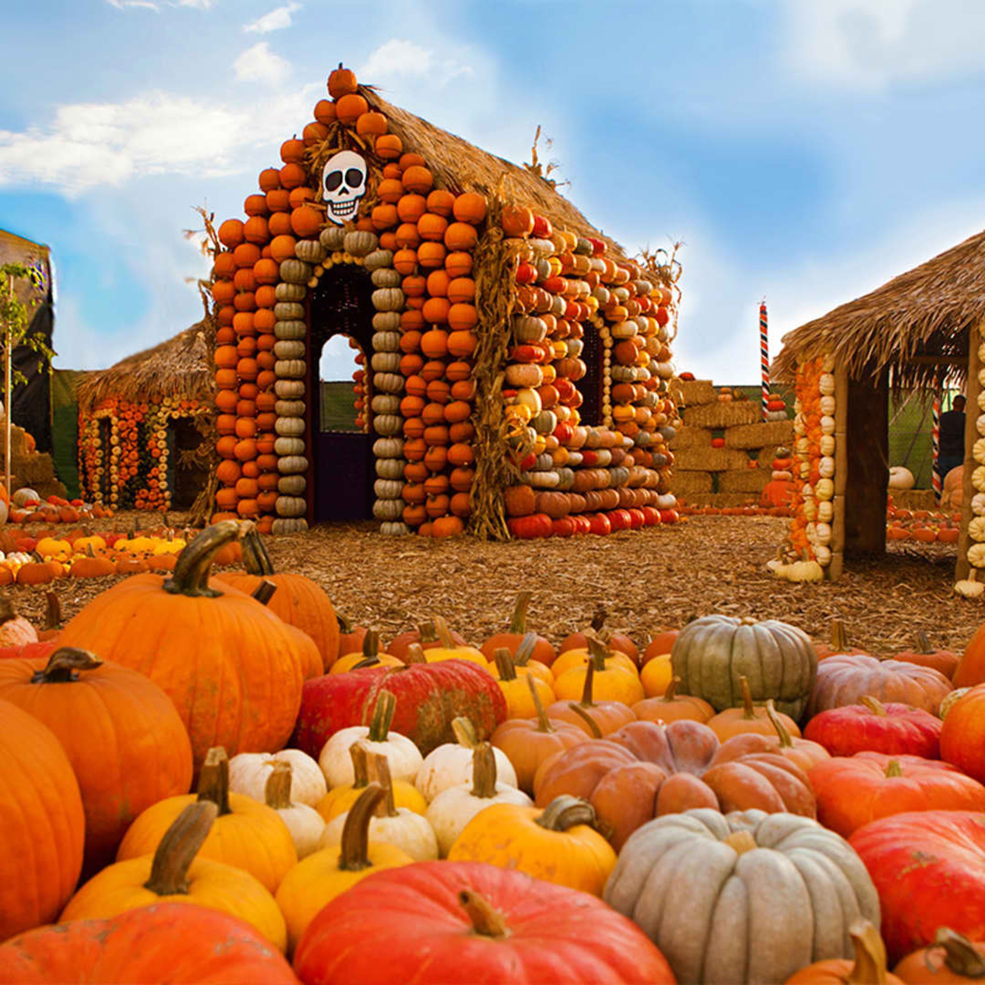 Mr. Bones Pumpkin Patch